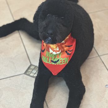 PGS Pet Grooming Salon - Goldendoodle - Pet Groomers Near Me - Albuquerque, New Mexico PGS Pet Grooming Salon - Goldendoodle - Pet Groomers Near Me - Albuquerque, New Mexico