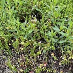 The bogs we're not flooded when we came but there were still some baby cranberries!