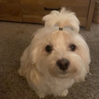 Classy Canine's Wiggle Rumps - The night before we took her. - Pet Groomers Near Me - Castrovalley, California