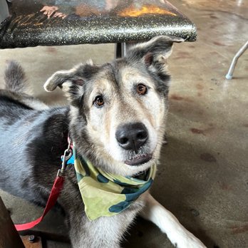 Mutt Lynch's - Thor under the table! Being a good boy - Pubs Near Me - Newport Beach, California Mutt Lynch's - Thor under the table! Being a good boy - Pubs Near Me - Newport Beach, California
