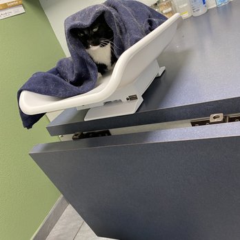 TLC Animal Clinic - Not a happy camper but Dr was able to weight her and give her a full check up. - Veterinarians Near Me - Chino Hills, California TLC Animal Clinic - Not a happy camper but Dr was able to weight her and give her a full check up. - Veterinarians Near Me - Chino Hills, California