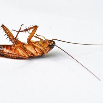 Boom Pest Control - Pest Control Near Me - Bayamón, Puerto Rico