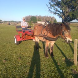 We provide driving lessons with a great  horse , will enjoy the opportunity.