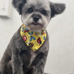 Grooming at Tiffinys
