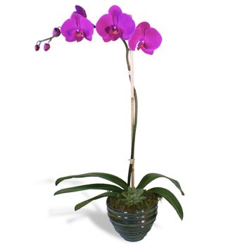 Jenny's Flowers - Florists Near Me - Miami, Florida Jenny's Flowers - Florists Near Me - Miami, Florida