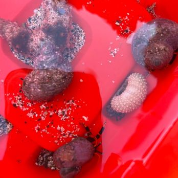 Alan Davis - Hermit crabs, sea cucumber, shells - Beaches Near Me - Waimanalo, Hawaii Alan Davis - Hermit crabs, sea cucumber, shells - Beaches Near Me - Waimanalo, Hawaii