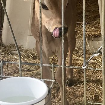 Freedom Hill Farm - Sweet 6 week old calf - Ranches Near Me - Otisville, New York