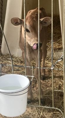 Freedom Hill Farm by null