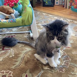 How Much Cat Grooming Cost San Francisco: Ultimate Price Guide 2025