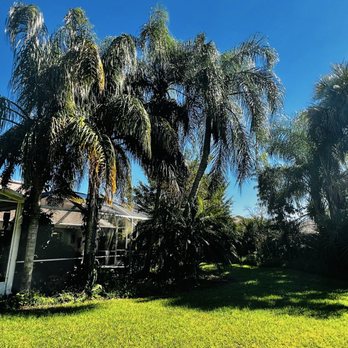 Right Coast Tree Care - Queen Palms (before) - Tree Services Near Me - Melbourne, Florida
