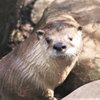 Prospect Park Zoo gift card