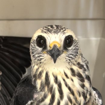 Forest Animal Rescue - Rehabilitated Mississippi Kite released by Forest Animal Rescue - Animal Shelters Near Me - Silver Springs, Florida Forest Animal Rescue - Rehabilitated Mississippi Kite released by Forest Animal Rescue - Animal Shelters Near Me - Silver Springs, Florida