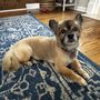 Photo of Paradise Pet Salon