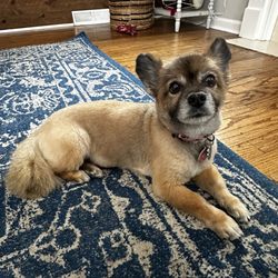 Paradise Pet Salon - Baby Dolly