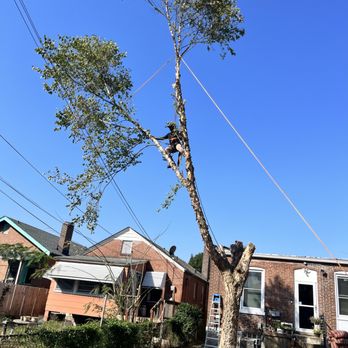 Carter J Trees - Tree Services Near Me