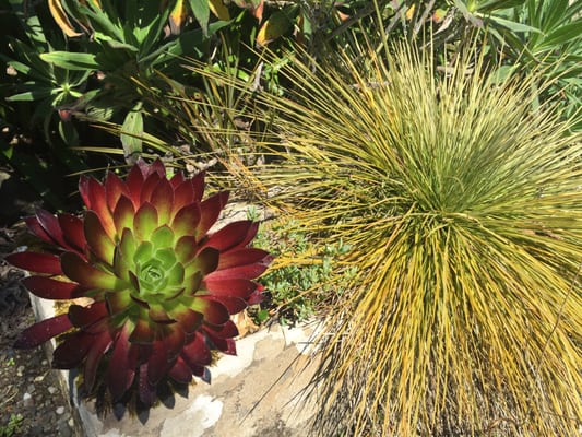 Logan Botanic Garden by null