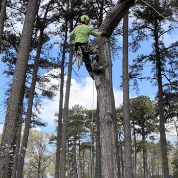 A Tree M D - Tree Services Near Me - Virginia Beach, Virginia A Tree M D - Tree Services Near Me - Virginia Beach, Virginia