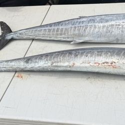 Green Island Charters - Our catch of the day