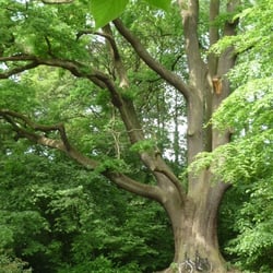 Parc Jacques Brel - Le chêne Joséphine, probablement âgé de trois siècles !