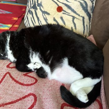 PURRology SPaw and Retreat - Nerina likes cuddling with my blankets - Pet Groomers Near Me - Santee, California PURRology SPaw and Retreat - Nerina likes cuddling with my blankets - Pet Groomers Near Me - Santee, California
