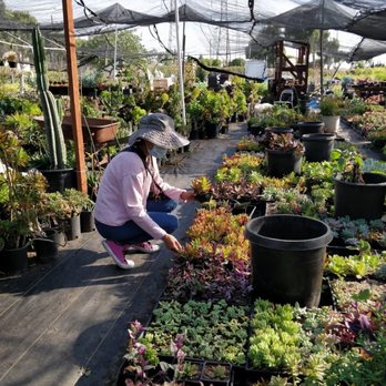 Aeonian Verde Nursery - In the store - Nurseries & Gardening Near Me - Bell Gardens, California