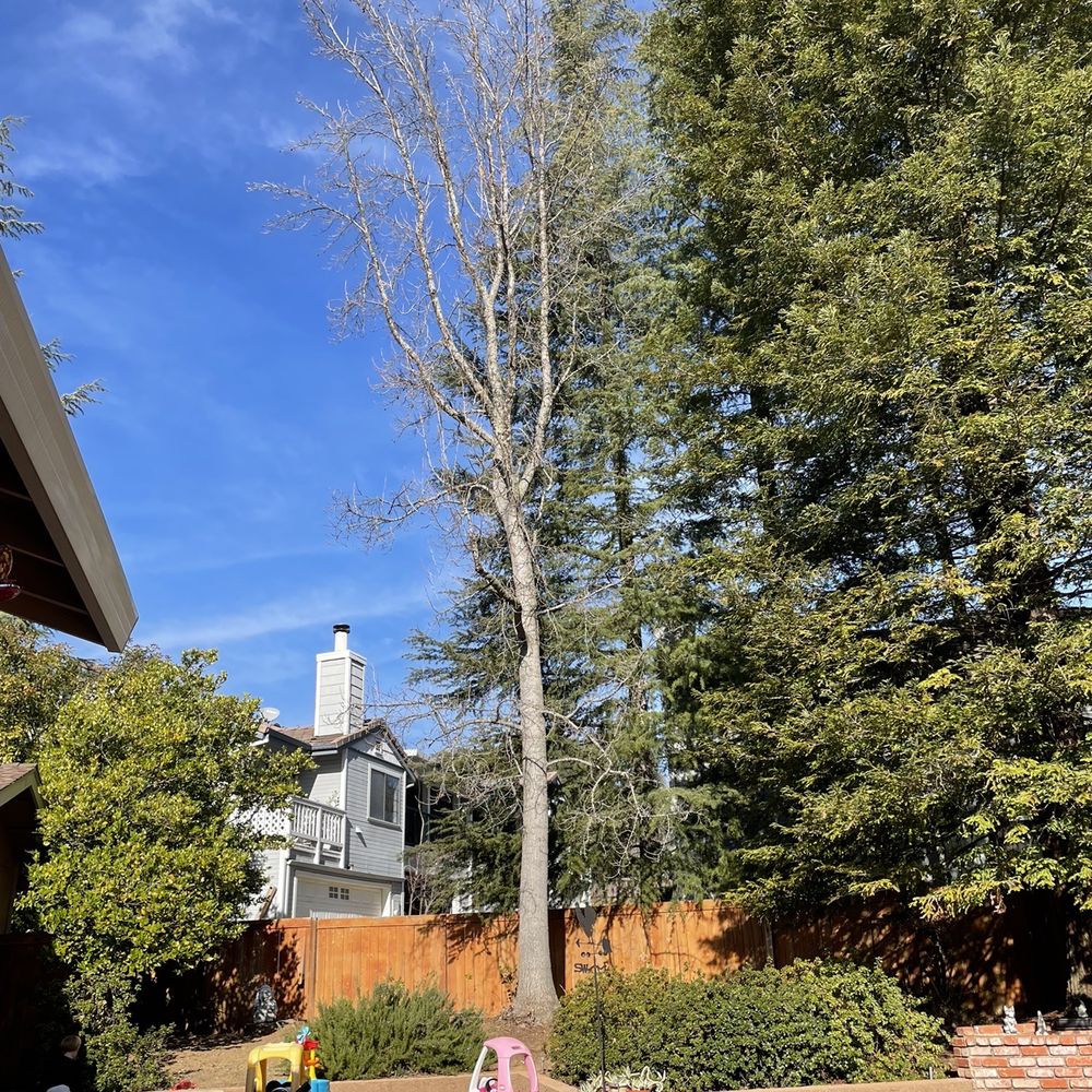 Cambium Tree Service - Before - sweet gum tree. - Tree Services Near Me Cambium Tree Service - Before - sweet gum tree. - Tree Services Near Me