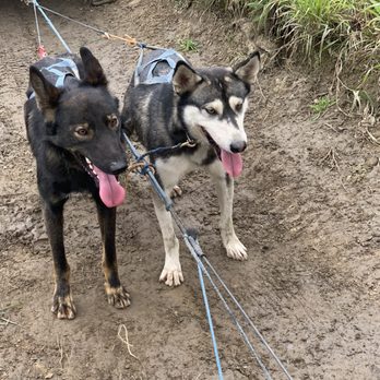Paws For Adventure - Tours Near Me Paws For Adventure - Tours Near Me