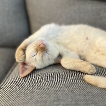 Rescued Treasures Cat Cafe - a kitten sleeping on a couch - Pet Adoption Near Me - Las Vegas, Nevada Rescued Treasures Cat Cafe - a kitten sleeping on a couch - Pet Adoption Near Me - Las Vegas, Nevada