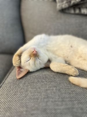 Rescued Treasures Cat Cafe by PALnv by null