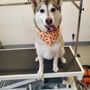 Photo of Sienna's Grooming Services and products