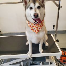 Sienna's Grooming Services and products - His transformation ready to mingle