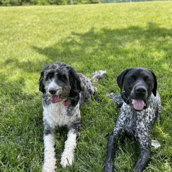 Top Notch Turf - two dogs laying in the grass - Lawn Services Near Me - Rock Hill, South Carolina Top Notch Turf - two dogs laying in the grass - Lawn Services Near Me - Rock Hill, South Carolina