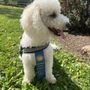 Photo of At Attention Dog Training