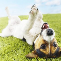 Snuggles and Hugs Active Dog Camp