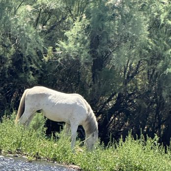 Salt River Tubing - We saw a horse getting some water and a blue heron. - Rafting/Kayaking Near Me - Mesa, Arizona Salt River Tubing - We saw a horse getting some water and a blue heron. - Rafting/Kayaking Near Me - Mesa, Arizona