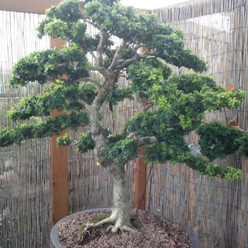 Green Witch Gardens - Another one - Florists Near Me - Monroe, Michigan