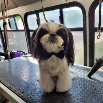 Filthy Gorgeous - Pet Groomers Near Me