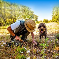 Aishia Glymph -  Dream Vacations - Truffle hunting in Provence, France- You haven't truly lived until you've gone truffle hunting in Provence, France