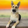 Photo of K904 at your Door Mobile Pet Grooming