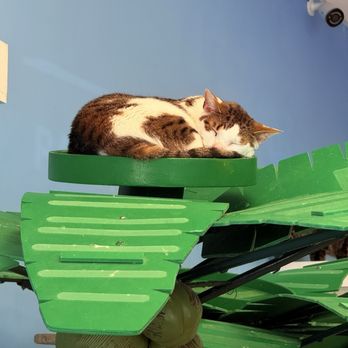 Cattyshack Cat Cafe - Themed Cafes Near Me - Fort Myers, Florida Cattyshack Cat Cafe - Themed Cafes Near Me - Fort Myers, Florida