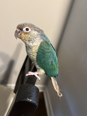 BIRDMAN'S PARROTS by null