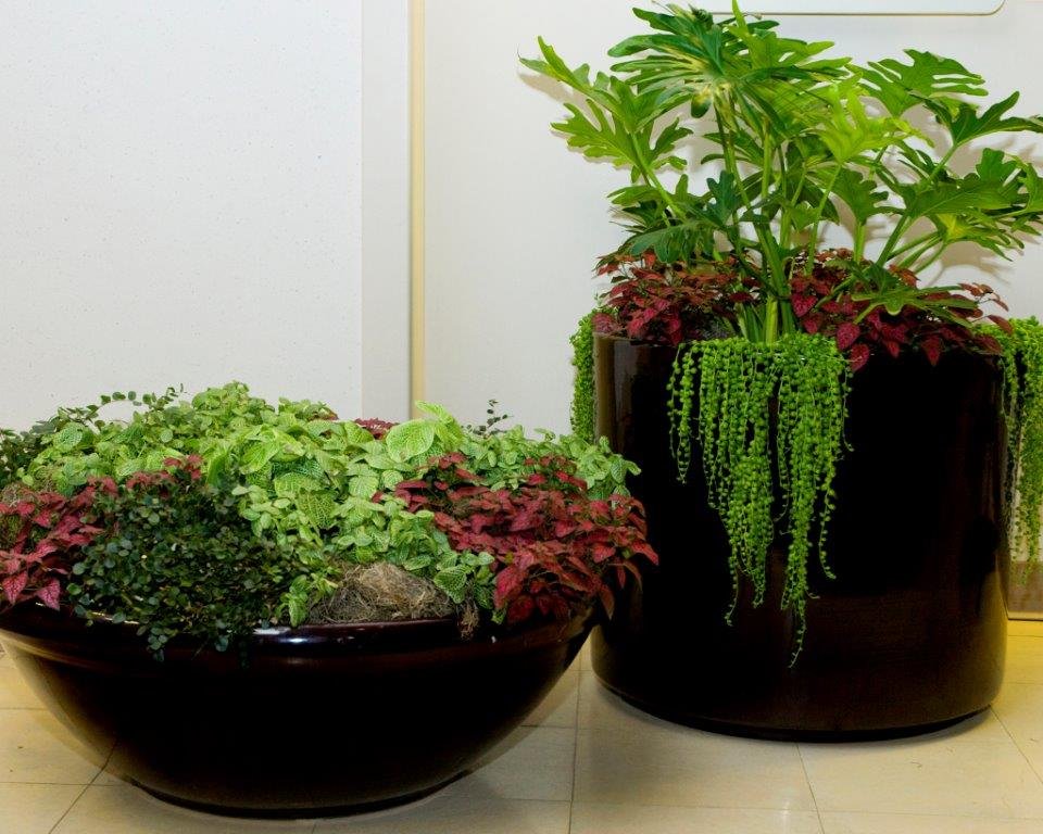 THE FOLIAGE COMPANY Updated June 2024 Bozeman, Montana Nurseries