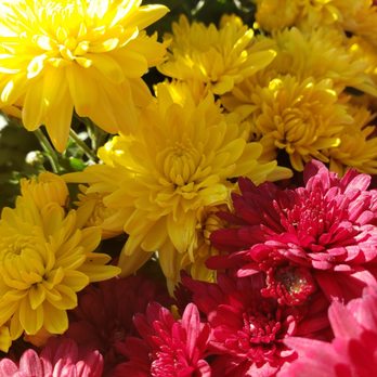 Treehouse Nursery & Landscape - Fall fest mums - Gardeners Near Me - Rexburg, Idaho Treehouse Nursery & Landscape - Fall fest mums - Gardeners Near Me - Rexburg, Idaho