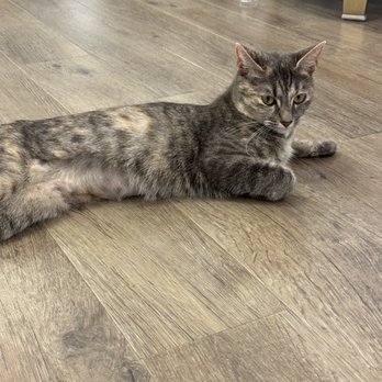 Meow Maison - Tummy time. - Themed Cafes Near Me - Washington, DC, District of Columbia