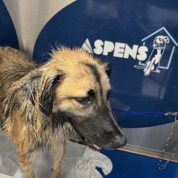 Aspen's Dog House - Self doggie wash - Pet Stores Near Me - San Diego, California Aspen's Dog House - Self doggie wash - Pet Stores Near Me - San Diego, California
