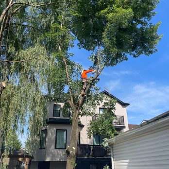 Estrada Tree Service - Excellent and very professional ! Highly recommend!! - Tree Services Near Me Estrada Tree Service - Excellent and very professional ! Highly recommend!! - Tree Services Near Me