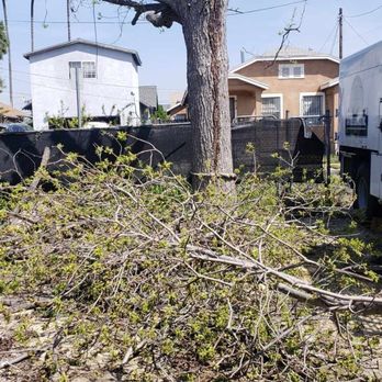 3D Tree Services, Inc. - Cutting down my tree - Tree Services Near Me