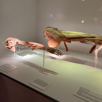 BODIES... The Exhibition - Museums Near Me - Las Vegas, Nevada BODIES... The Exhibition - Museums Near Me - Las Vegas, Nevada