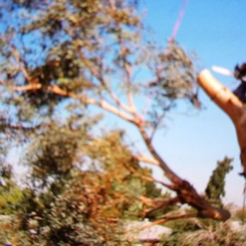 Carrillo Tree Services - Tree Services Near Me