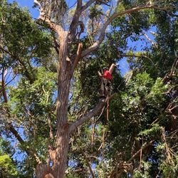 Arborist Response Team - Tree expert